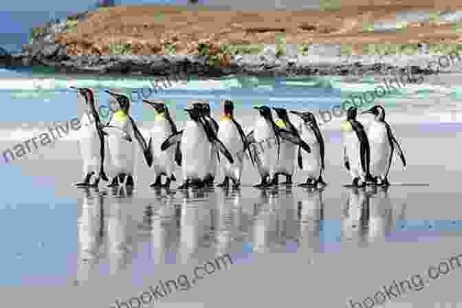 A Colony Of Penguins On The Falkland Islands Beyond Cape Horn: Travels In The Antarctic