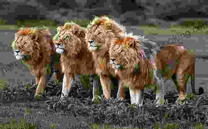 A Group Of Lions On The African Savanna Lion Pride (Wild Kratts) (Step Into Reading)