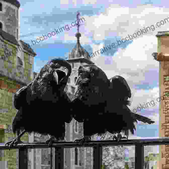 A Group Of Ravens Perched On The Tower Of London's Walls The Ravenmaster: My Life With The Ravens At The Tower Of London