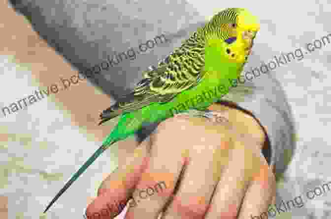 A Hand Trained Parakeet Perched On Its Owner's Finger. PARAKEET AS PET: Parakeets And Budgies Rising Feeding And Hand Training Your Pet Bird