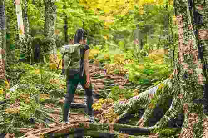 A Hiker Walking Through A Forest Zen On The Trail: Hiking As Pilgrimage