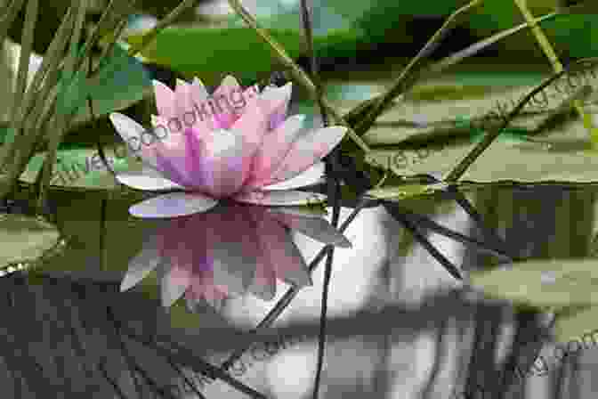 A Lotus Flower Blooming In A Calm Pond, Symbolizing Inner Peace Be Closer Him 40 Days Praying For Lent Prayers Reflections Excerpts From The Bible: Personal And Spiritual Growth