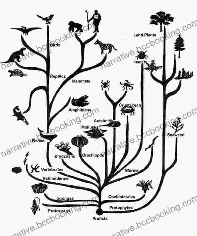 A Phylogenetic Tree Illustrating Darwin's Theory Of Common Descent And The Branching Of Life Through Evolutionary Time. The Autobiography Of Charles Darwin