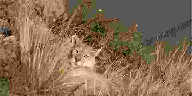 A Puma Surveys The Landscape From A Rocky Outcrop, Vigilant For Prey. Pumas (Living In The Wild: Big Cats)
