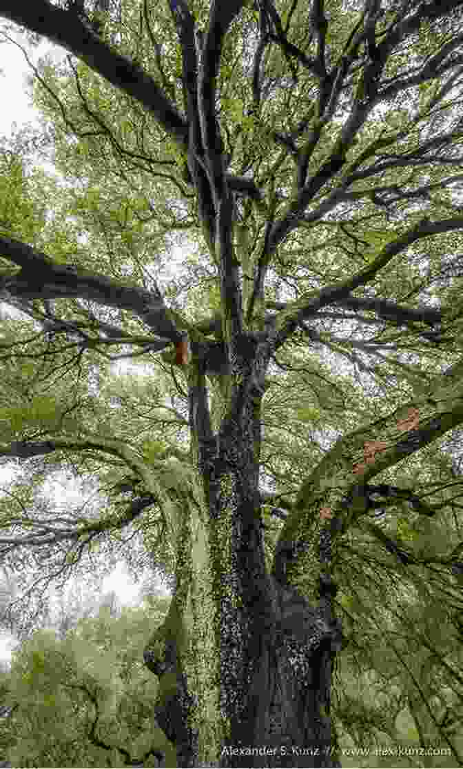 A Symbolic Representation Of Mark Twain's Literary Legacy, Depicted As A Towering Oak Tree With His Iconic Quotes Inscribed On Its Branches History For Kids: The Illustrated Life Of Mark Twain