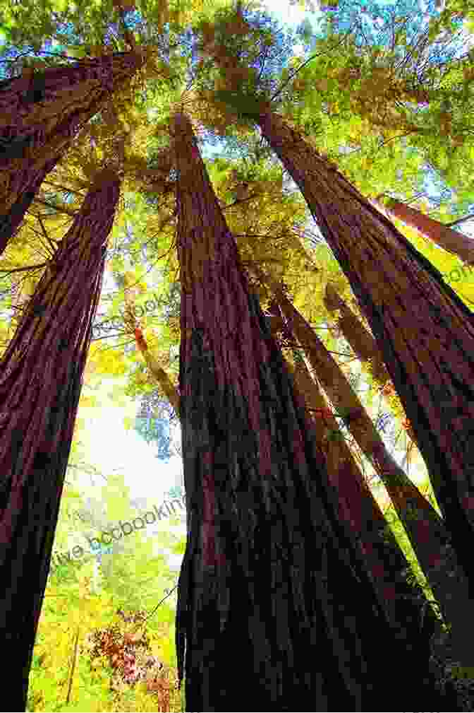 A Towering Redwood Forest In Northern California, Reaching Towards The Sky Northern California Oregon And The Sandwich Islands