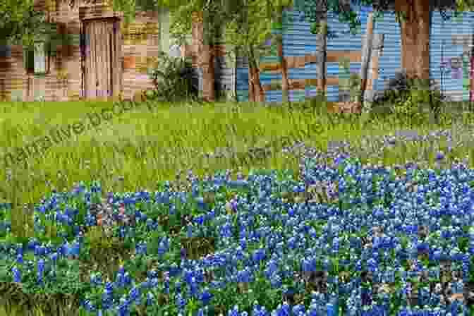 A Vibrant Field Of Bluebonnets Swaying Gently In The Breeze, Evoking A Sense Of Tranquility And Beauty. Where The Bluebonnets Grow Celly Monteiro