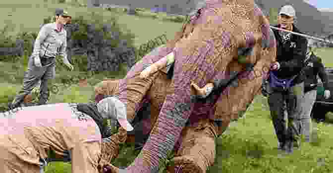 A Wildlife Veterinarian Vaccinating An Elephant In The African Savanna The Jungle Doctor: The Adventures Of An International Wildlife Vet