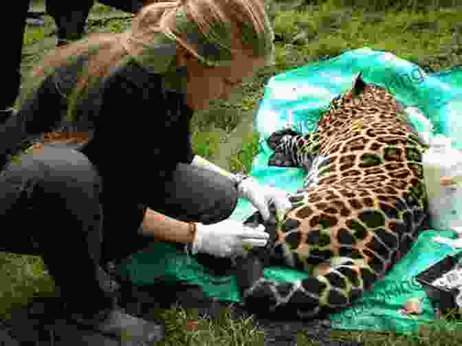 A Wildlife Veterinarian Working With A Group Of Conservationists The Jungle Doctor: The Adventures Of An International Wildlife Vet