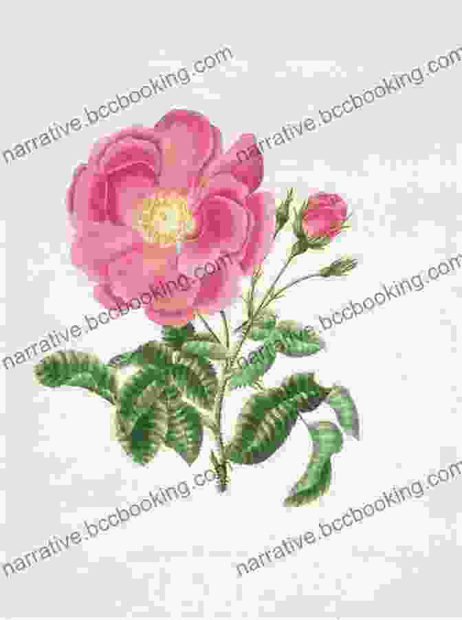 Catherine Horwood's Botanical Painting Of 'Rosa Gallica Officinalis' Featuring Intricate Details Of Petals And Stamens Rose (Botanical) Catherine Horwood