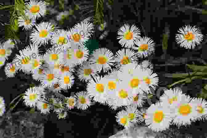 Chamomile Flowers With White Petals And Yellow Centers The Native American Herbalist S Bible 10 In 1 : Official Herbal Medicine Encyclopedia Grow Your Personal Garden And Improve Your Wellness By Discovering The Native Herbal Dispensatory