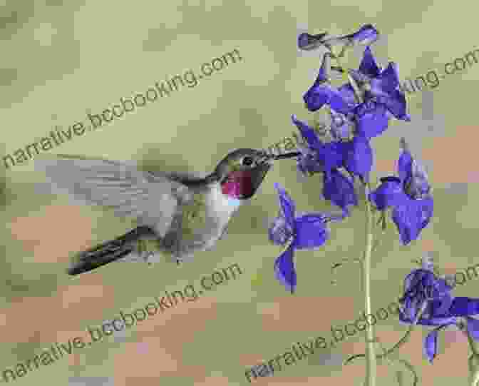 Close Up Of A Vibrant Wildflower With A Hummingbird Hovering Nearby A Naturalist S Guide To Canyon Country (Naturalist S Guide Series)