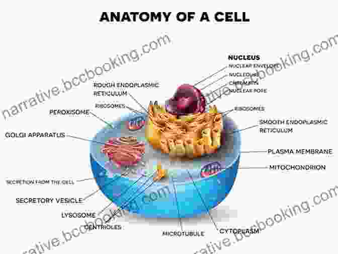 Diagram Of Cell Biology Anatomy Histology Cell Biology: PreTest Self Assessment Review Fourth Edition