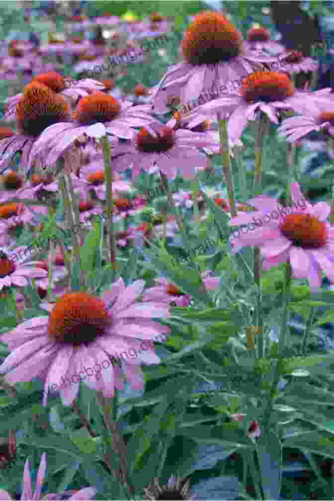 Echinacea Plant With Purple Flowers And Green Leaves The Native American Herbalist S Bible 10 In 1 : Official Herbal Medicine Encyclopedia Grow Your Personal Garden And Improve Your Wellness By Discovering The Native Herbal Dispensatory