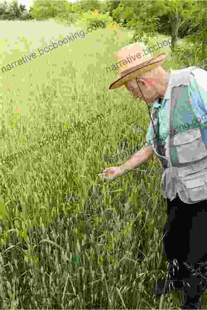 Farmer Inspecting A Field Of Fresh Produce, Symbolizing The Connection Between Agriculture And Nutrition From Field To Fork: 12 Lessons For The Air Rifle Hunter