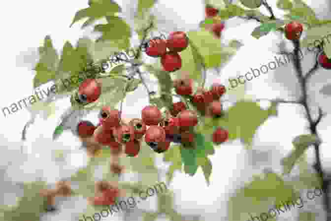 Hawthorne Tree With Red Berries And Green Leaves The Native American Herbalist S Bible 10 In 1 : Official Herbal Medicine Encyclopedia Grow Your Personal Garden And Improve Your Wellness By Discovering The Native Herbal Dispensatory