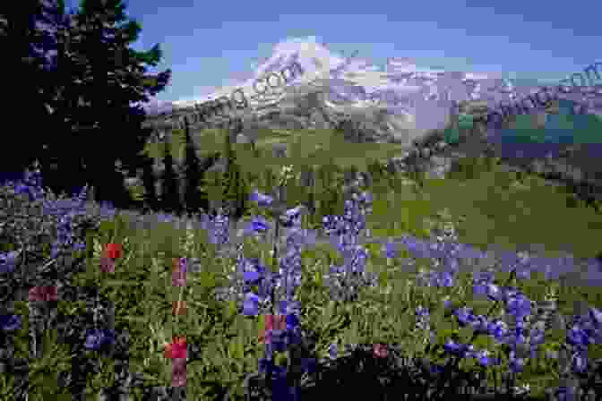 Hikers On The Wonderland Trail, Surrounded By Wildflowers Hiking Mount Rainier National Park: A Guide To The Park S Greatest Hiking Adventures (Regional Hiking Series)