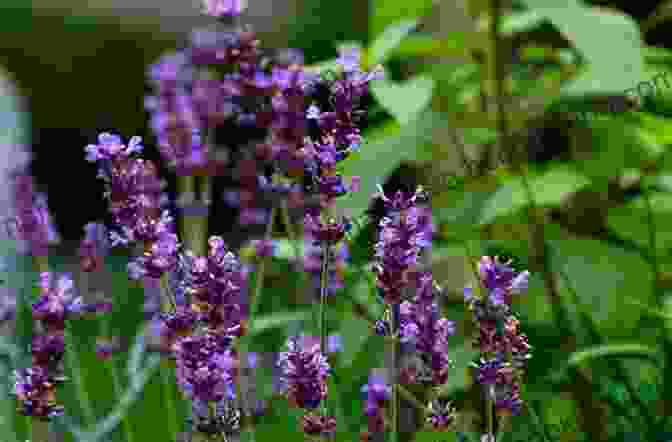 Lavender Bush With Purple Flowers And Green Leaves The Native American Herbalist S Bible 10 In 1 : Official Herbal Medicine Encyclopedia Grow Your Personal Garden And Improve Your Wellness By Discovering The Native Herbal Dispensatory