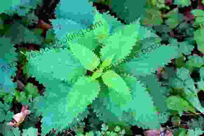 Nettle Plant With Green, Serrated Leaves The Native American Herbalist S Bible 10 In 1 : Official Herbal Medicine Encyclopedia Grow Your Personal Garden And Improve Your Wellness By Discovering The Native Herbal Dispensatory