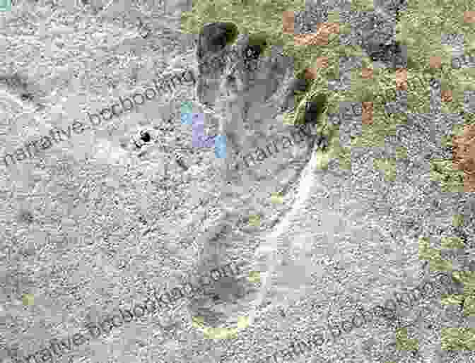 Prehistoric Human Tracks In Sedimentary Rock Reading Prehistoric Human Tracks: Methods Material