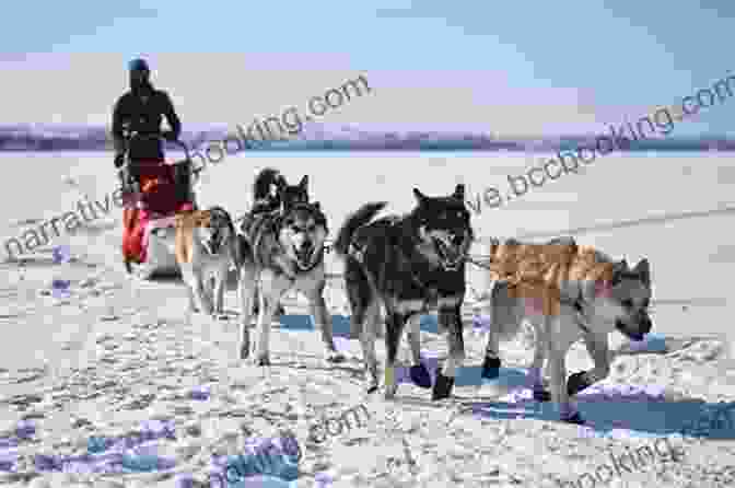 Team Of Alaskan Husky Dogs Pulling Sleds Think South: How We Got Six Men And Forty Dogs Across Antarctica
