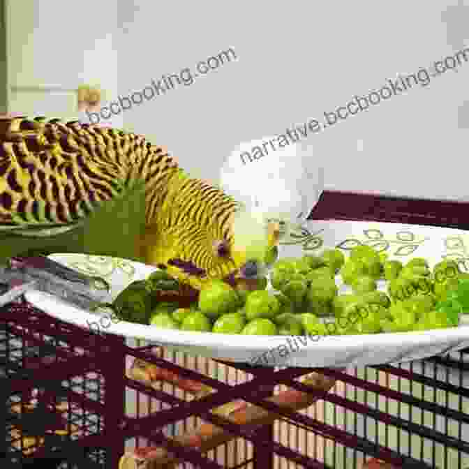 Variety Of Foods For Parakeets And Budgies. PARAKEET AS PET: Parakeets And Budgies Rising Feeding And Hand Training Your Pet Bird