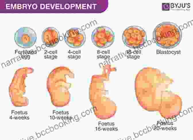 Visual Representation Of Week By Week Embryonic Development How Life Begins: The Science Of Life In The Womb Newly Revised