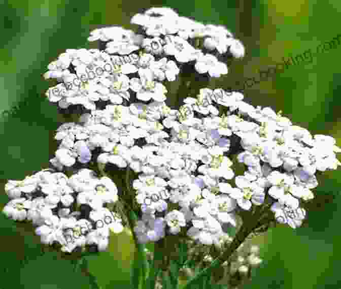 Yarrow Plant With White Flowers And Fern Like Leaves The Native American Herbalist S Bible 10 In 1 : Official Herbal Medicine Encyclopedia Grow Your Personal Garden And Improve Your Wellness By Discovering The Native Herbal Dispensatory